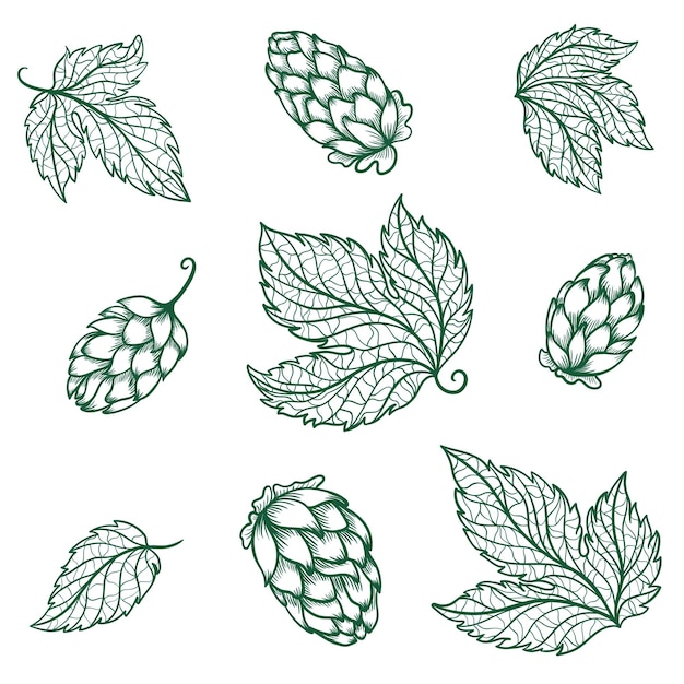 Vector set of high quality logo templates with beer symbol and green leaves