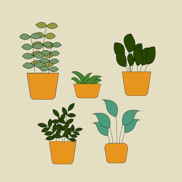 Set of home plants in pots, green plant in pots