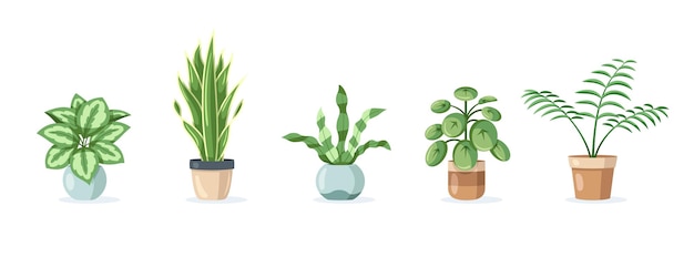 Set of home plants in pots isolated on white background in flat style