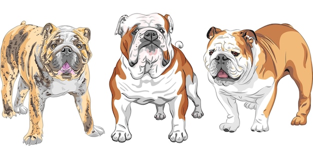 SET hond Engelse Bulldog ras