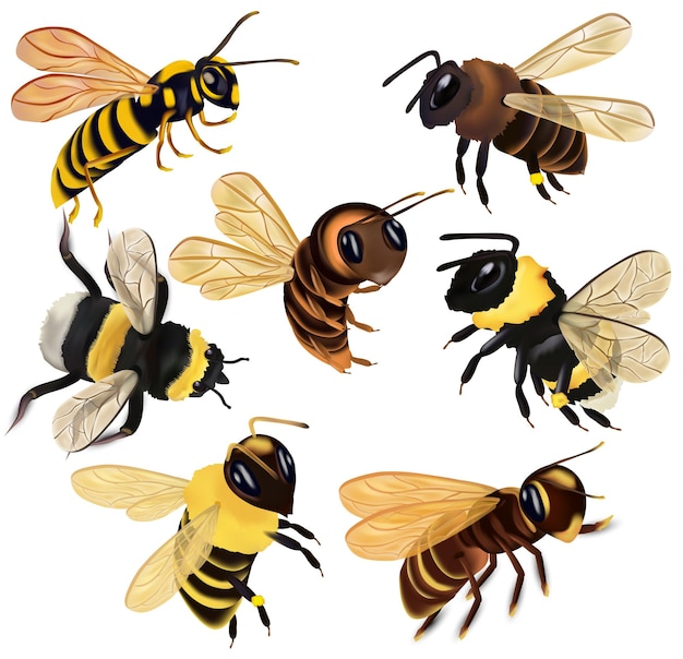 Set Honey bee wasp hornet bumblebee from different angles on white background Vector icon set