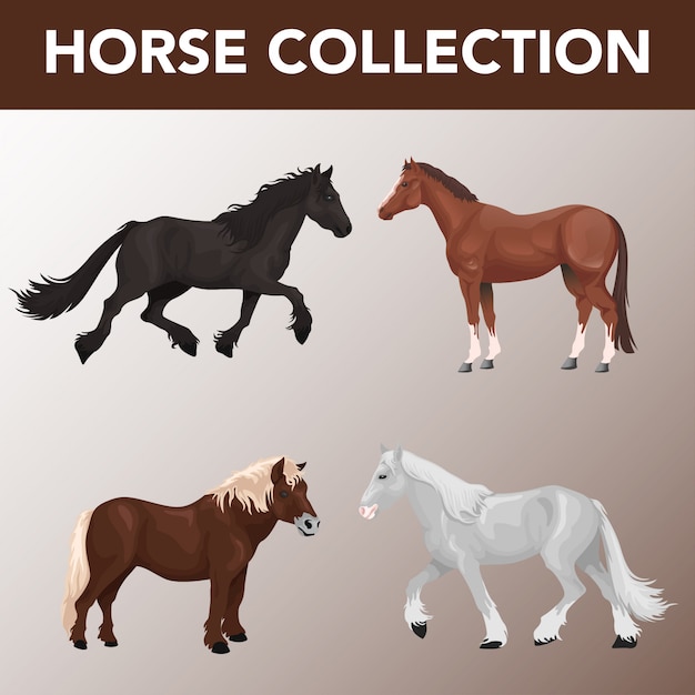 Set of horse breeds collection