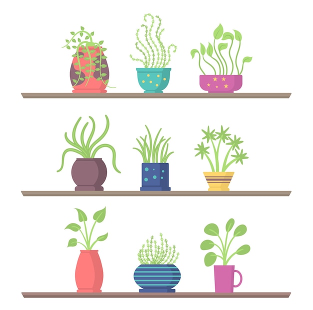 Set of house plants on shelves garden flower pot for of the room or office and green home interior