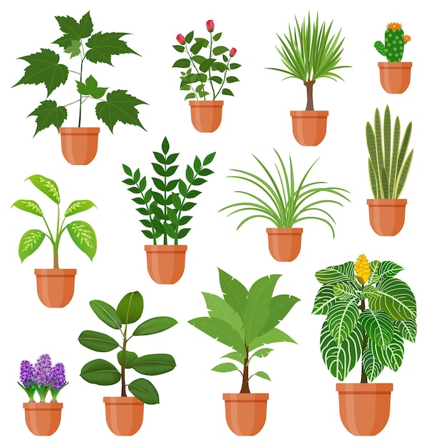 Vector set of houseplants and flowers in a pot in flat style. indoor gerb on shelf. living room design decoration element.