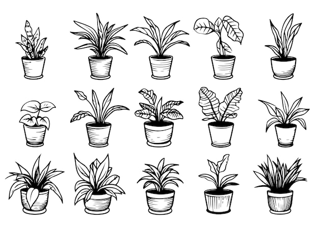 Set of houseplants outline drawings indoor exotic flowers in pots line art dracaena ficus cacti