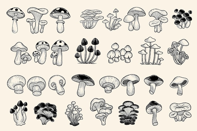 Set Huge Collection Bundle Mushroom healthy food engraved Hand Drawn Outline illustration