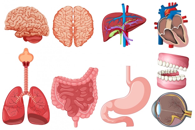 Набор иллюстраций анатомии человека