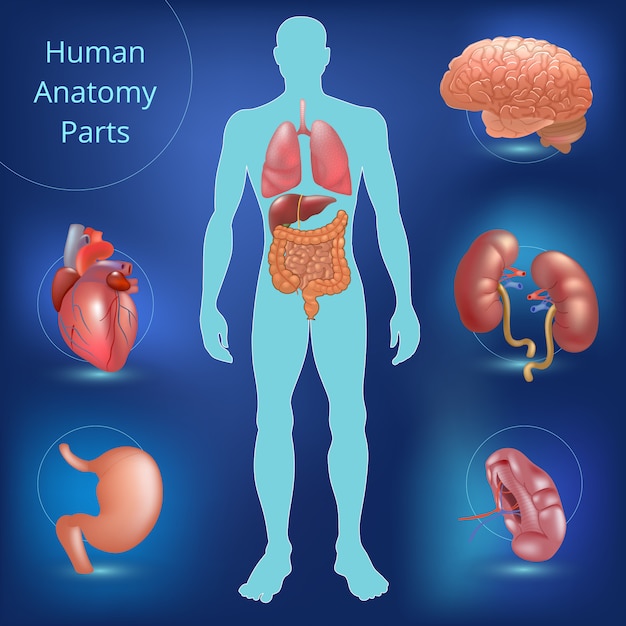 Vettore set di parti di anatomia umana