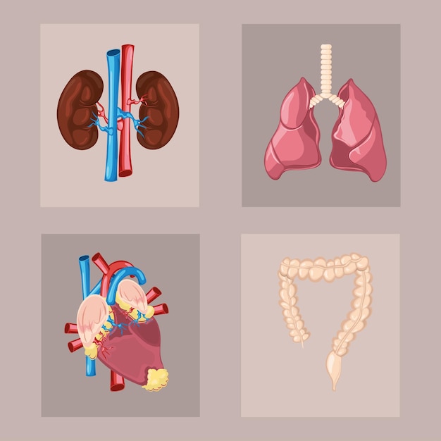 Vector set of human body organs