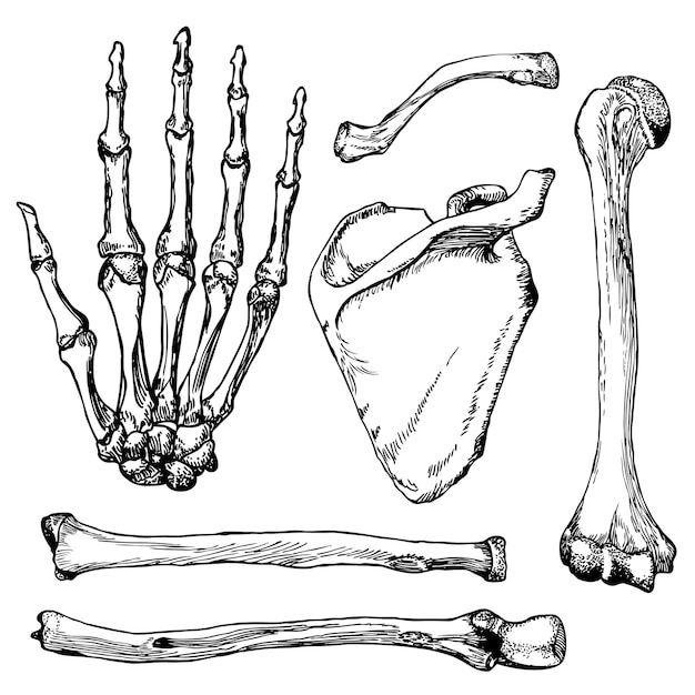 Set of human hand bones with scapula and collarbone.