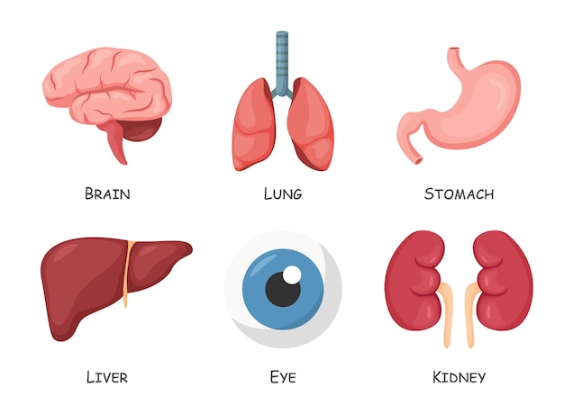 Vecteur Stock Internal organs. Human anatomical body parts, brain, stomach,  kidney and spleen. Cartoon urinary system, heart and lungs. Organ vector  set