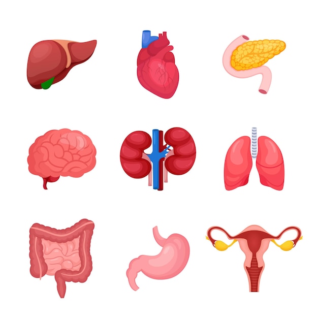 Vector set of human organ illustration vector