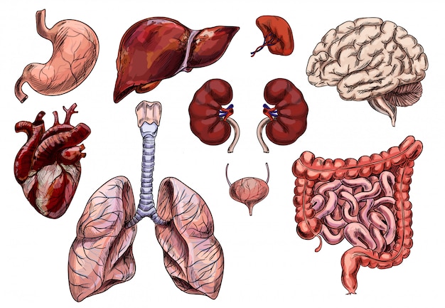 Insieme di organi umani, cuore, cervello, stomaco, fegato, rene