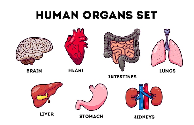 Vector set of human organs isolated on white background there is a place for inscription stickers for anatomy