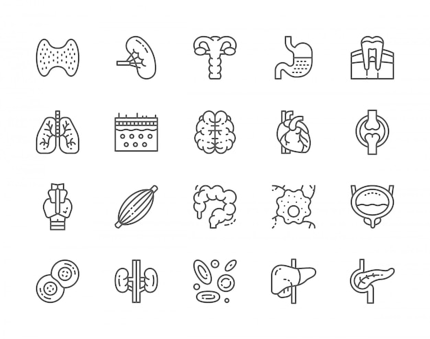 Vector set of human organs line icons.