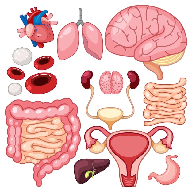 Vector set of human organs