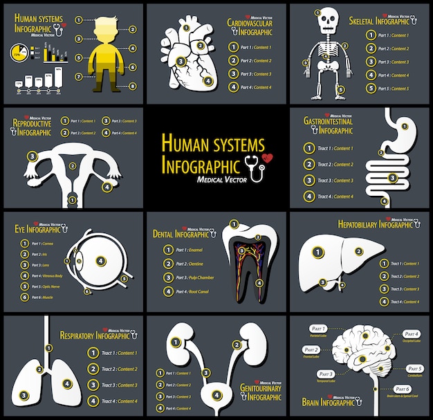 Set di infographics di sistemi umani