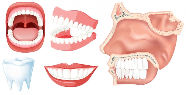 Vector a set of human teeth