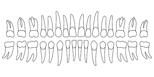 Vettore set di denti umani