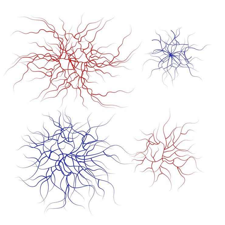 Vector set of human veins and arteries red and blue