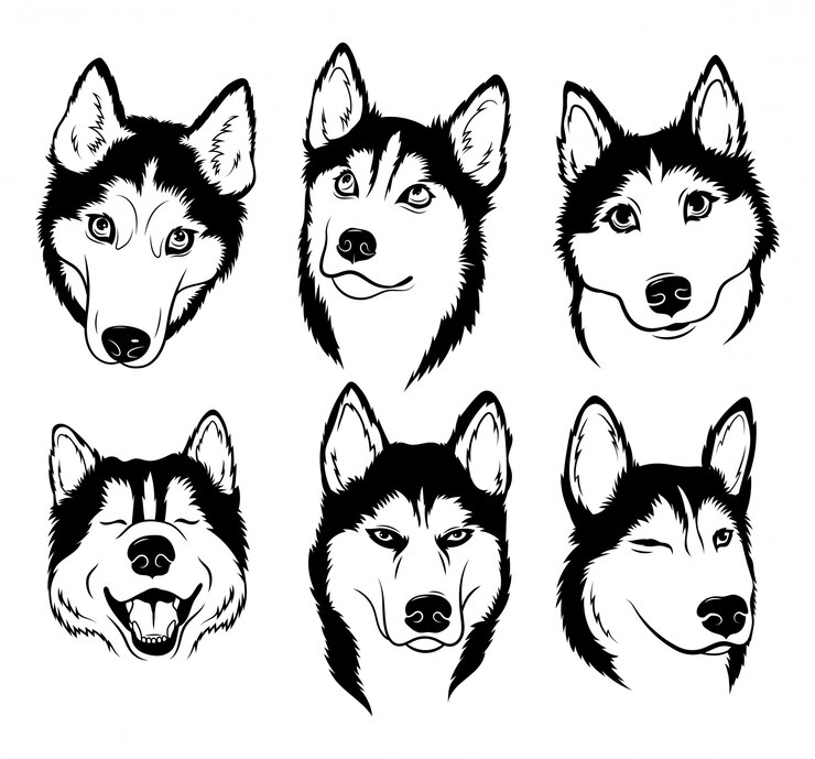 ハスキーのセットです。血統犬のコレクション。ハスキー犬の黒と白のイラスト。