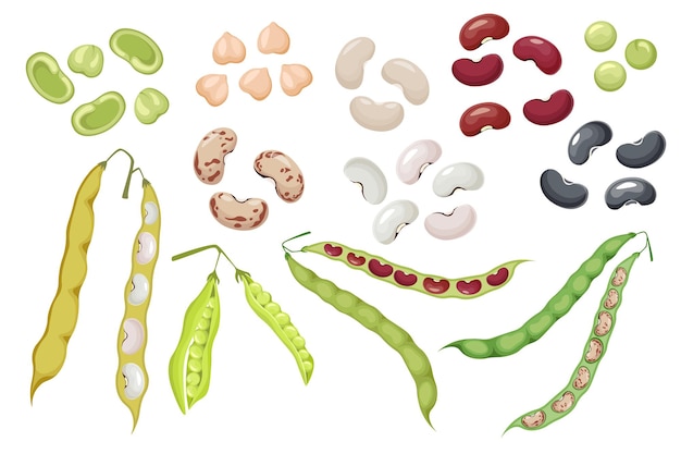 Vector set of icons bean pods and seeds, green pea and chickpea natural vegetables. kidney harvest, healthy food isolated on white background. organic veggies, garden plants. cartoon vector illustration