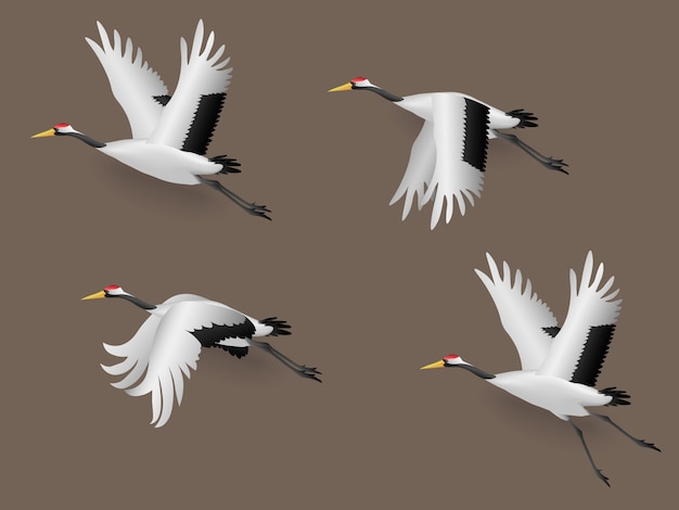 Set of illustration japanese crane birds flying, vector illustration