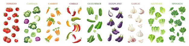 set of illustration of vegetables ingredient food cooking