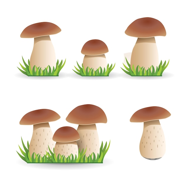 Set illustration White mushroom vegetable healthy food mushrooms isolated on white background