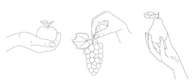 Набор иллюстраций рук, нежно держащих свежие фрукты, такие как виноградная лоза, яблоко и груша, простые