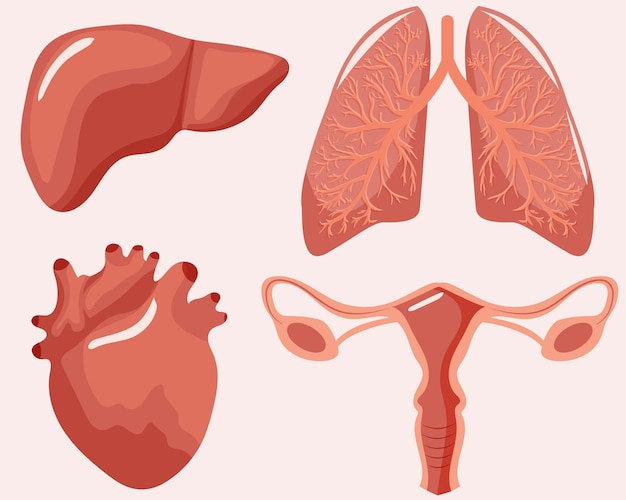 set of illustrations of internal healthy human organs in pink color namely lungs liver uterus