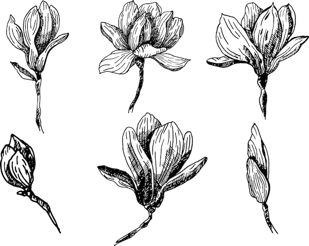 A set of illustrations of magnolia vector Ink drawing of magnolia flowers handdrawn in ink