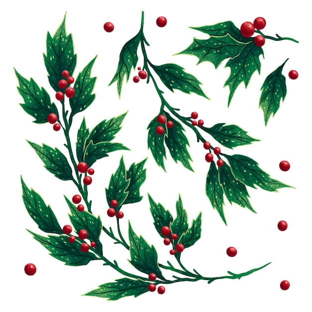 Набор иллюстраций новогодние ветки падуба с красными ягодами на рождество