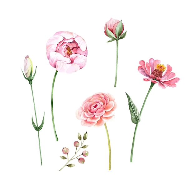 Set of illustrations of pink flowers buds and plants vector watercolor