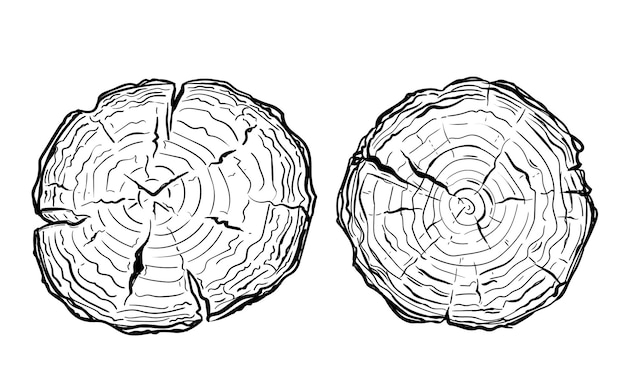 Vector a set of illustrations of a sawn tree trunk, hand drawn in a doodle style.