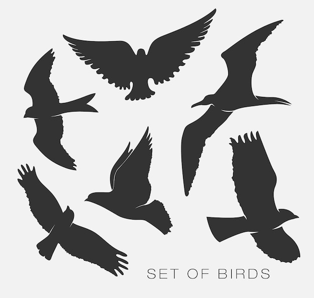 Set of illustrations silhouettes of birds gulls.
