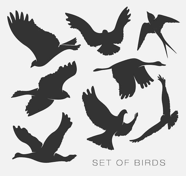 Set of illustrations silhouettes of birds gulls.