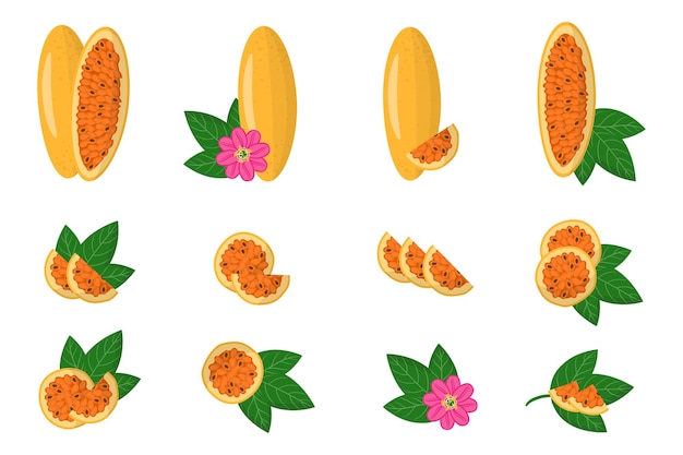 Set of illustrations with Curuba exotic fruits, flowers and leaves isolated on a white background.