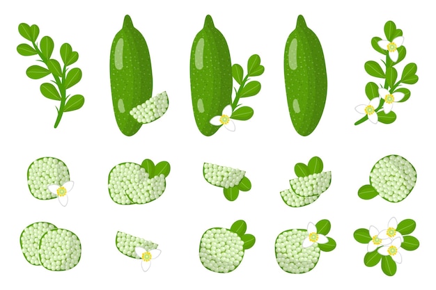 Set of illustrations with Finger lime exotic fruits, flowers and leaves isolated