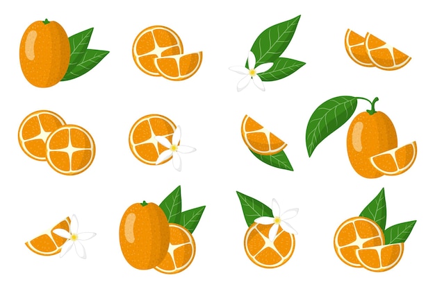 Set of illustrations with kumquat exotic citrus fruits, flowers and leaves isolated on a white background.