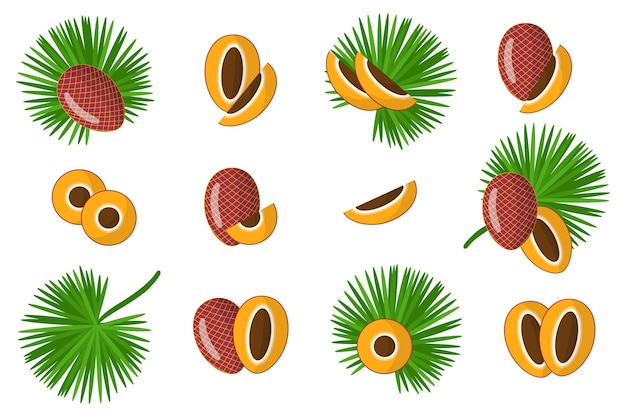 Vector set of illustrations with mauritia exotic fruits, flowers and leaves isolated on a white background.