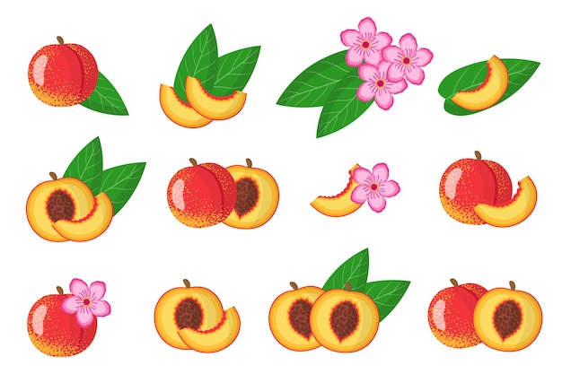 Set of illustrations with nectarine exotic fruits, flowers and leaves isolated