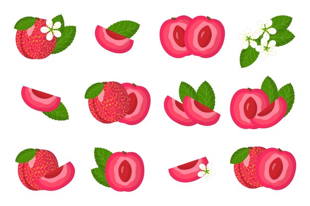 Serie di illustrazioni con frutti esotici pluot, fiori e foglie isolati