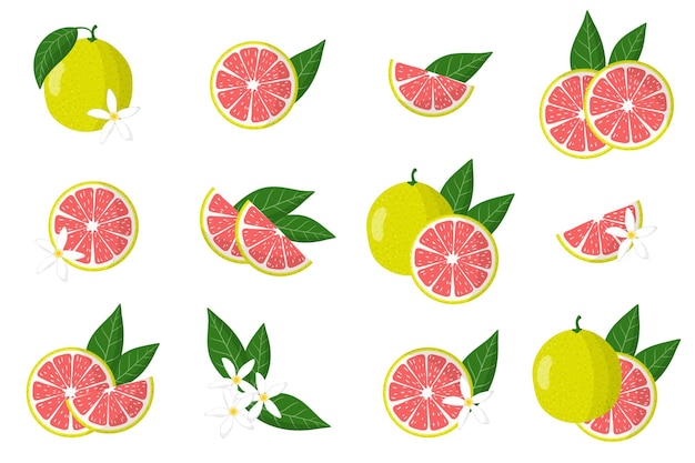 Serie di illustrazioni con pomelo agrumi esotici, fiori e foglie isolati su sfondo bianco.