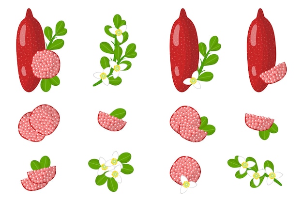 Set of illustrations with Red fingerlime exotic fruits, flowers and leaves isolated on a white background.