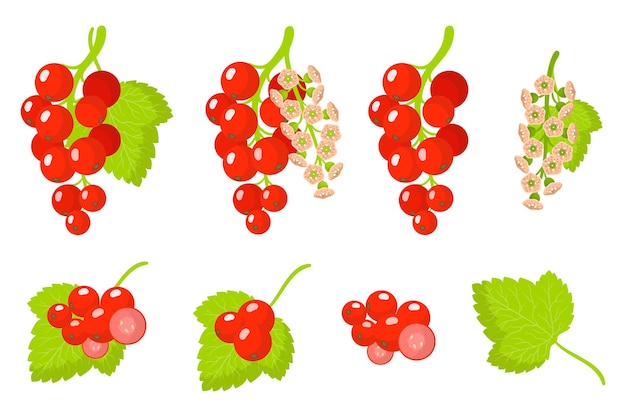 Vector set of illustrations with redcurrant exotic fruits, flowers and leaves isolated