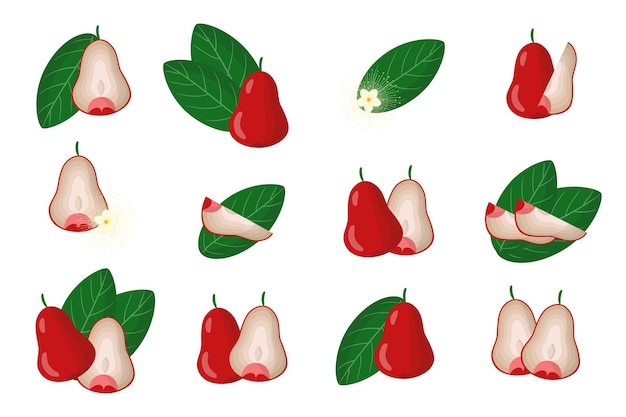 Set of illustrations with Rose apple exotic fruits, flowers and leaves isolated on a white background.