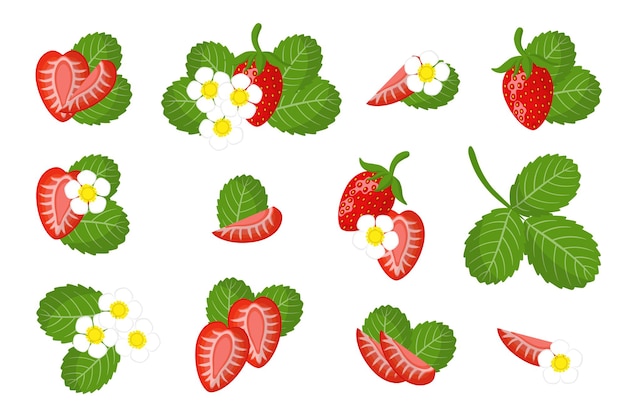 Vector set of illustrations with wild strawberry exotic fruits, flowers and leaves isolated