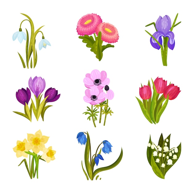 Set of images of spring flowers