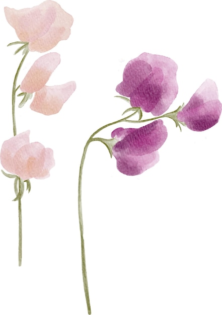 Set of individual handpainted watercolor sweetpeas flowers isolated on white